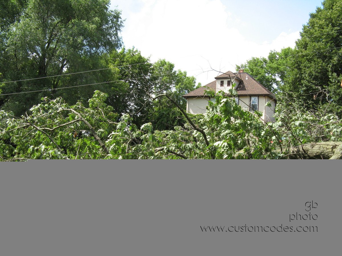 20100626JumbledBrances