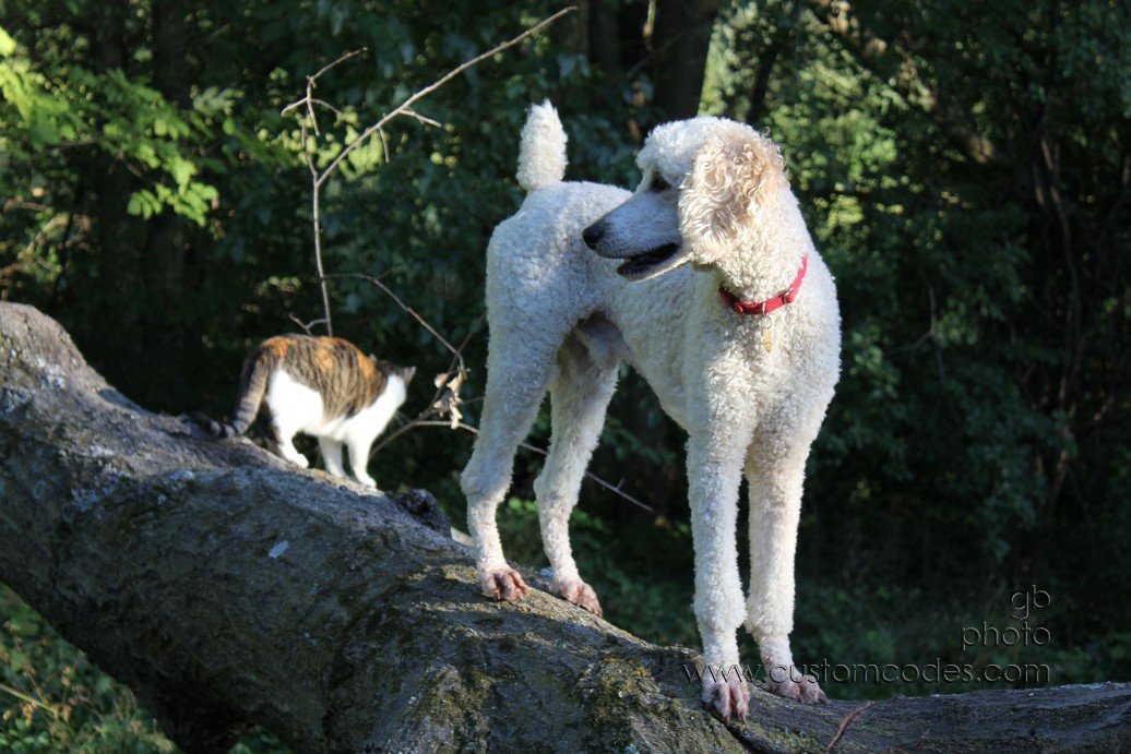 ElwoodLookingBackOnTree