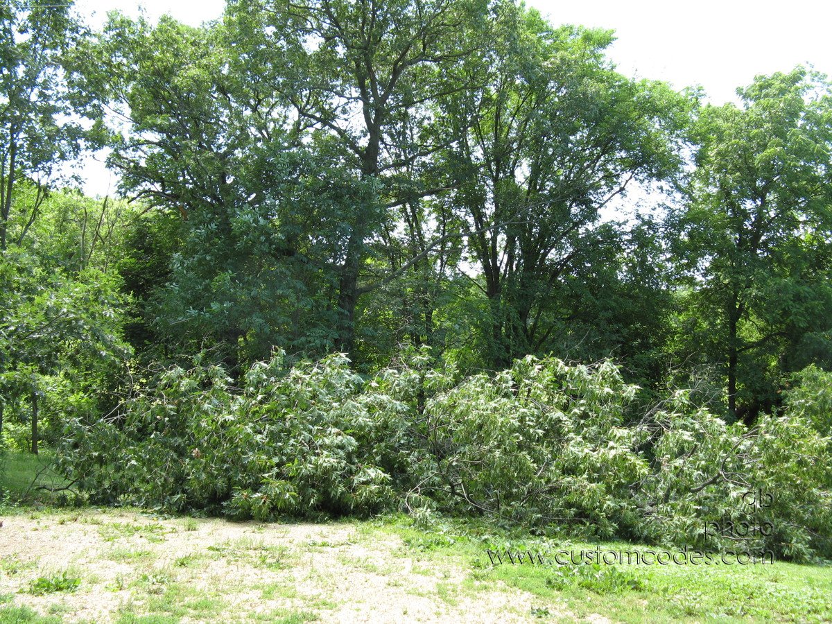 20100626FallenOak