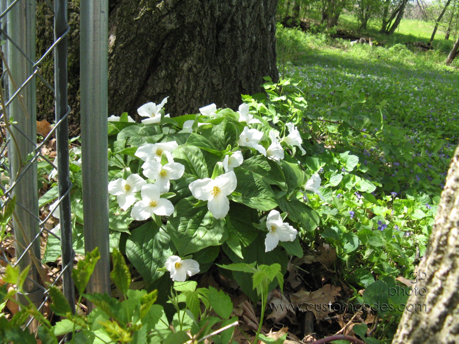 20090514trillium