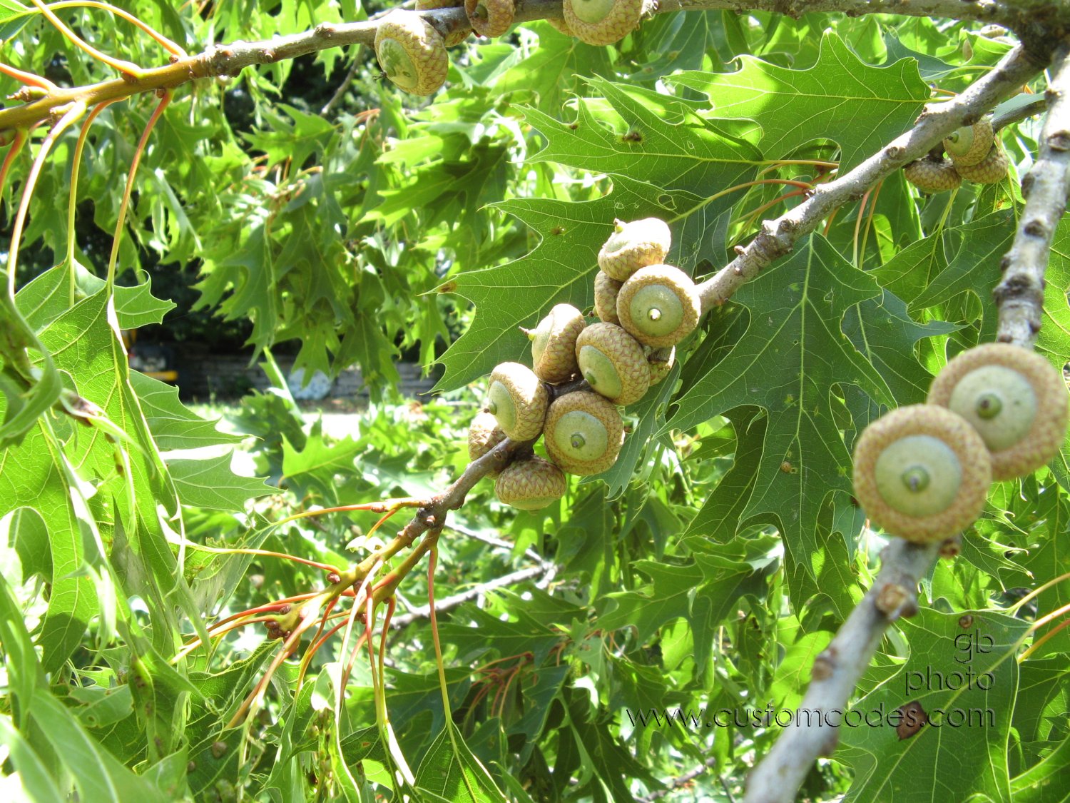 20100626_acorns