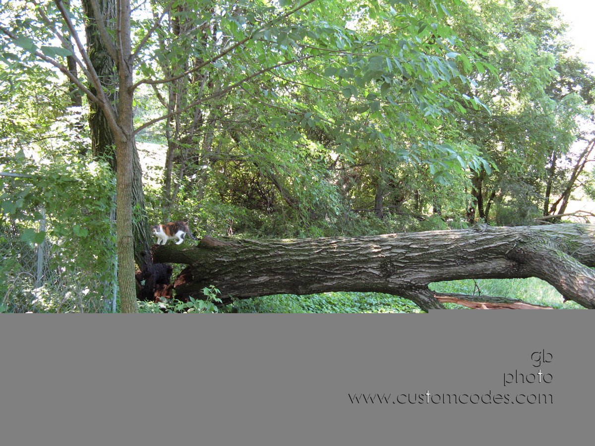 20100626_BeanerOnOak
