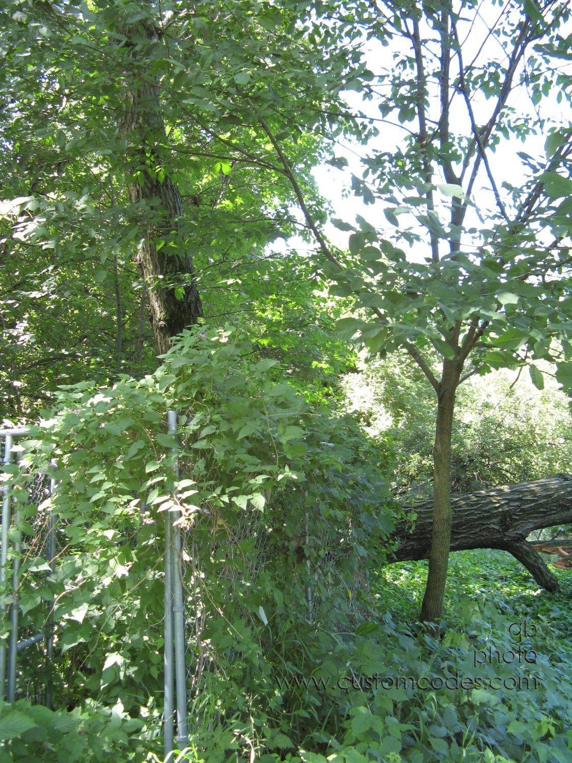 20100626_MissingTwin_r