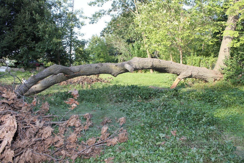 TrunkRemains2