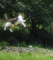 20100626_BeanerCatchingButterflies_Cropped