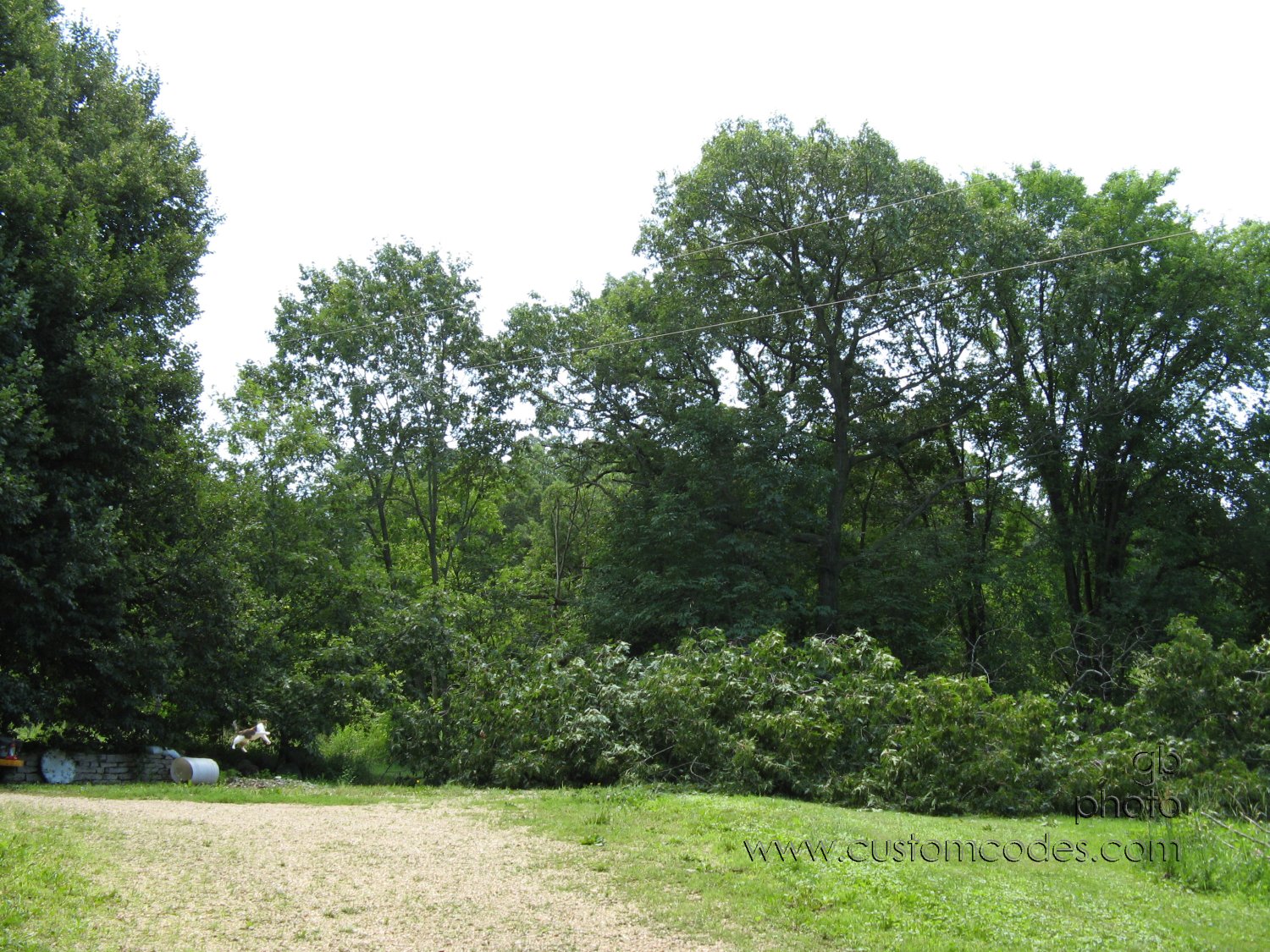 20100626_BeanerCatchingButterflies