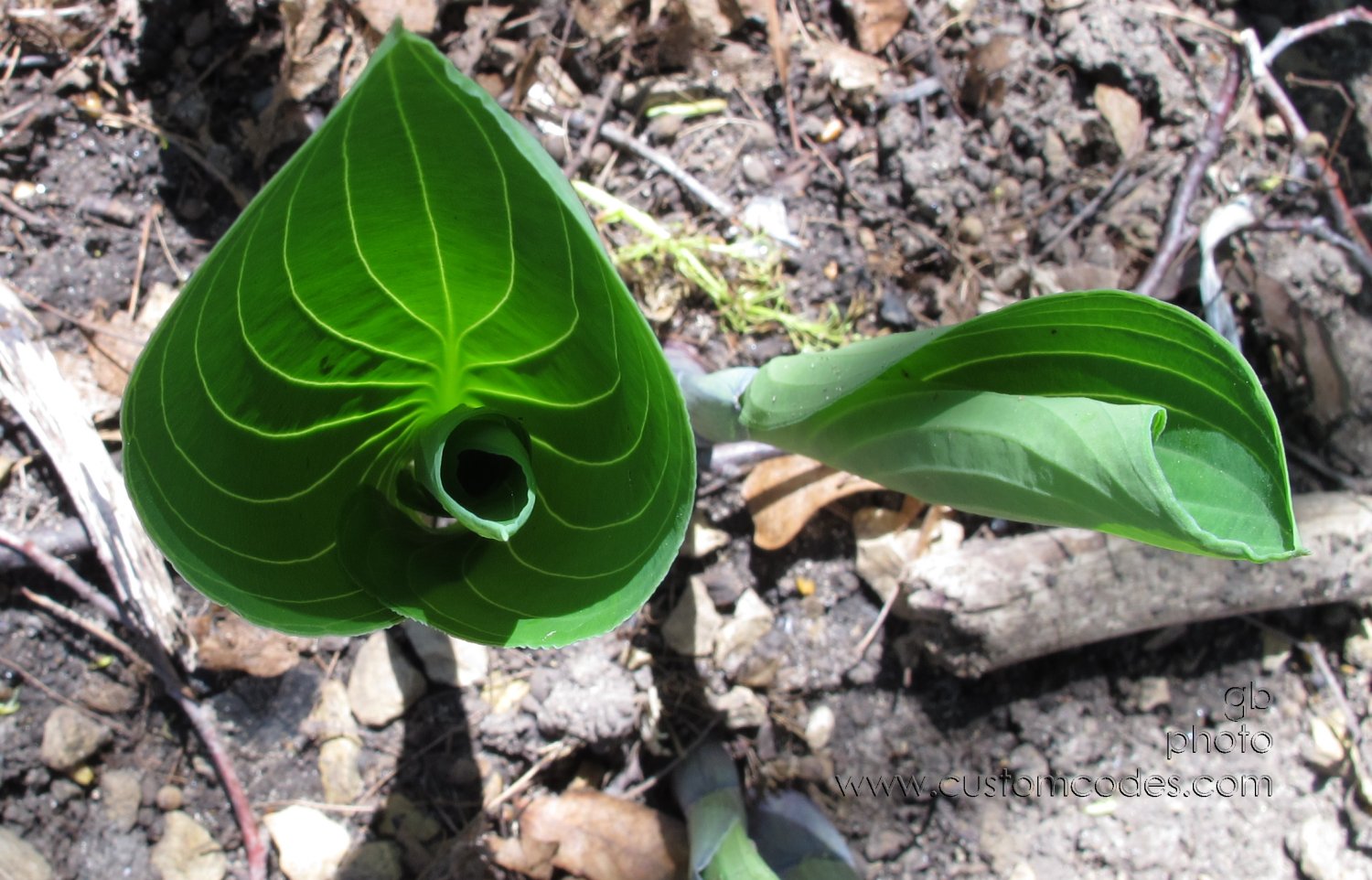 unfurling_20130513