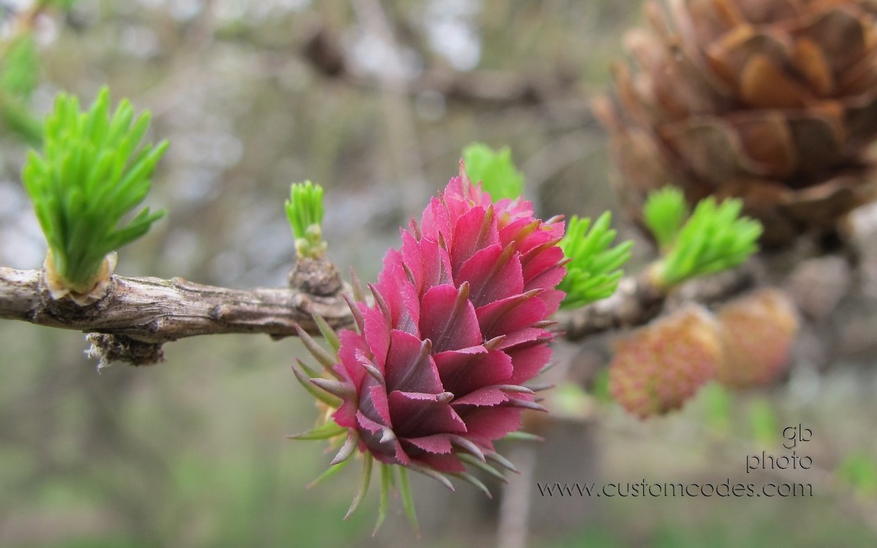 tamarack_20130502
