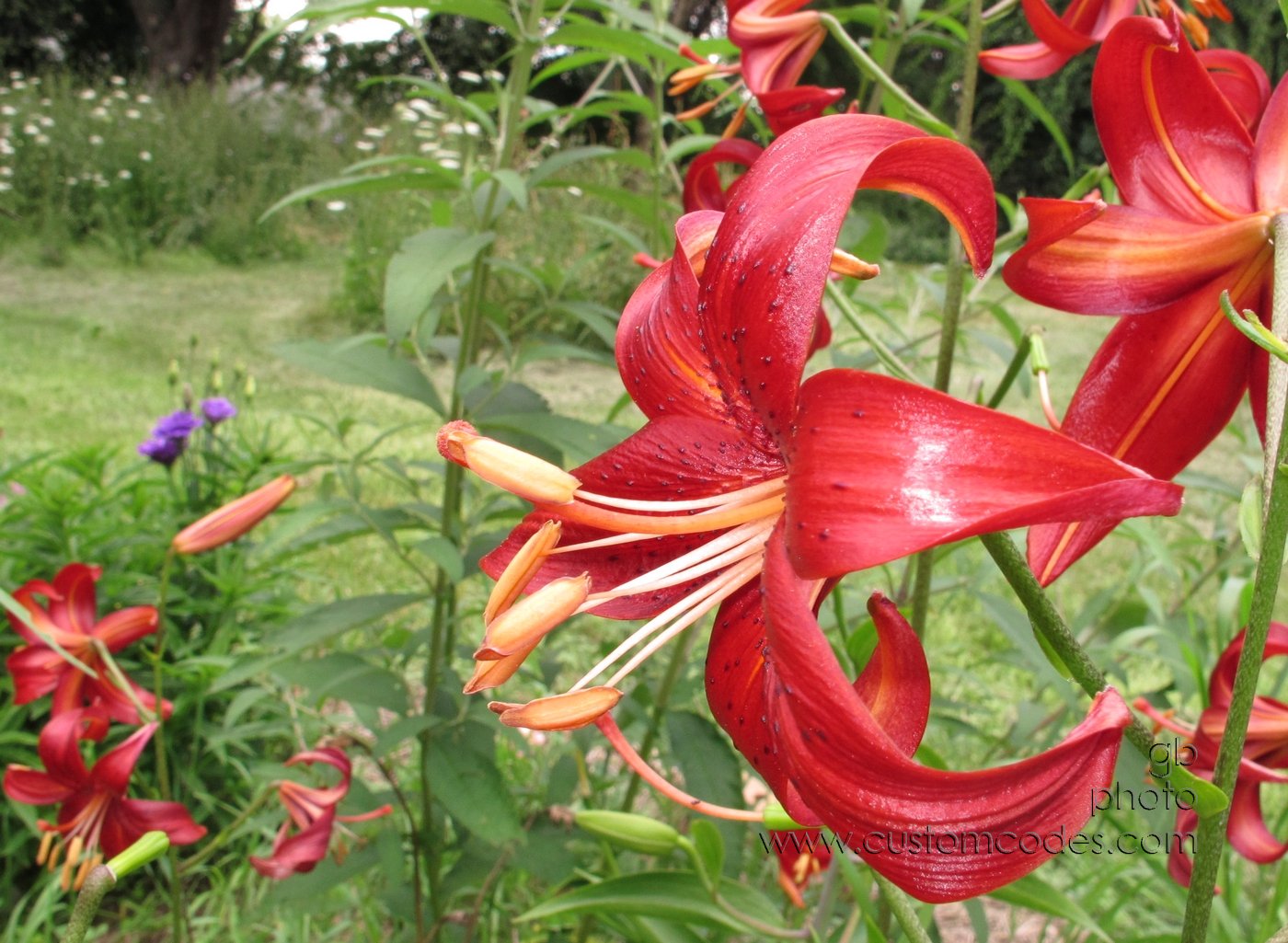 redLillies_201300721