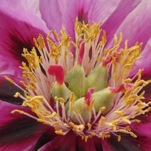 treePeony_20130604