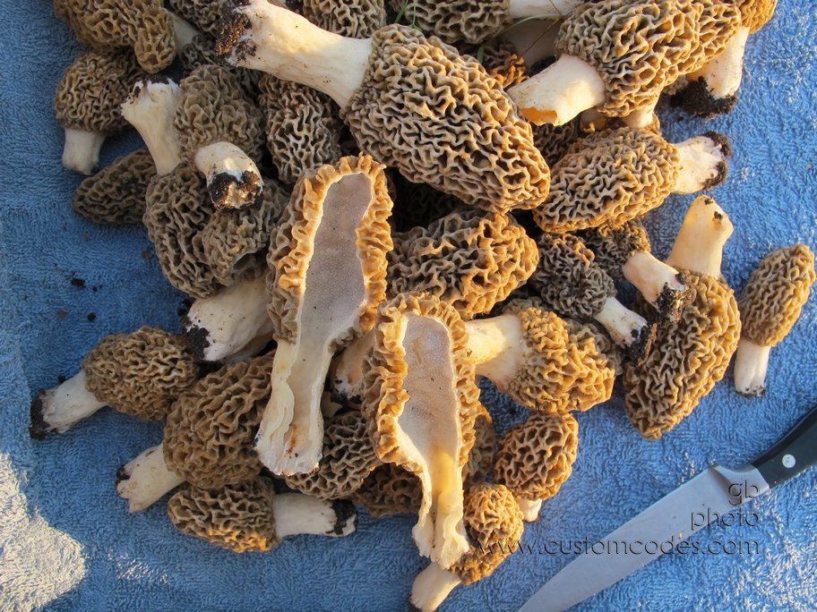 morels_20130520