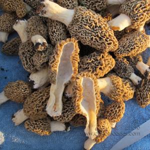 morels_20130520