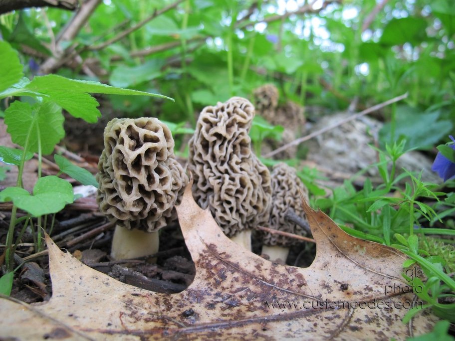 morels_20130519