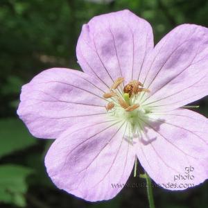 WildGeranium_20130608