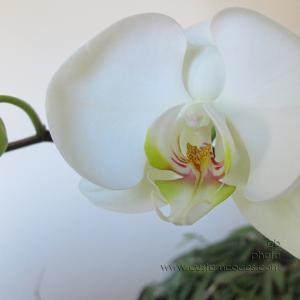 MomsOrchid20130402