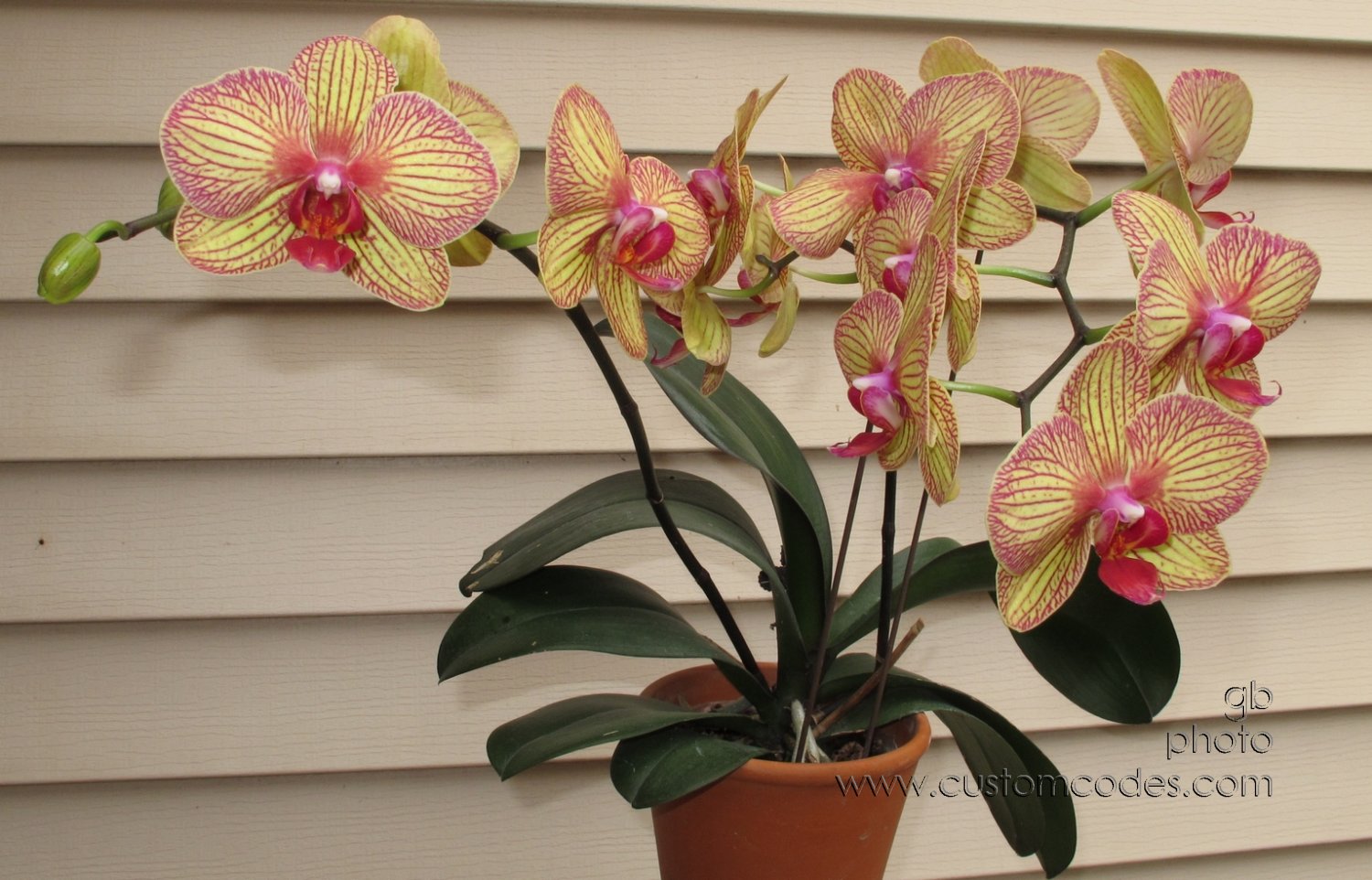 orchid_20140420_7