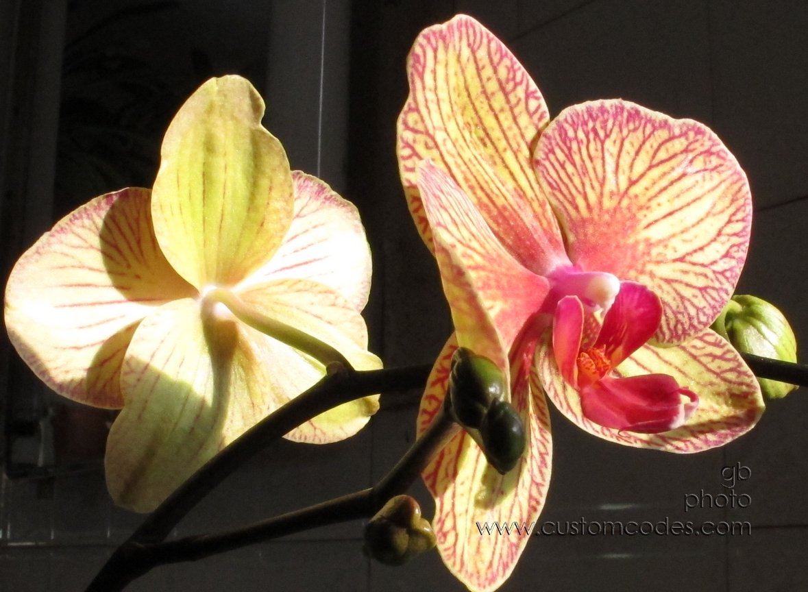 orchids_20140308