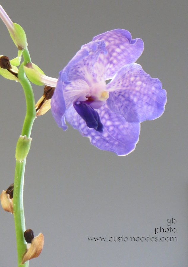 Vanda_20141103