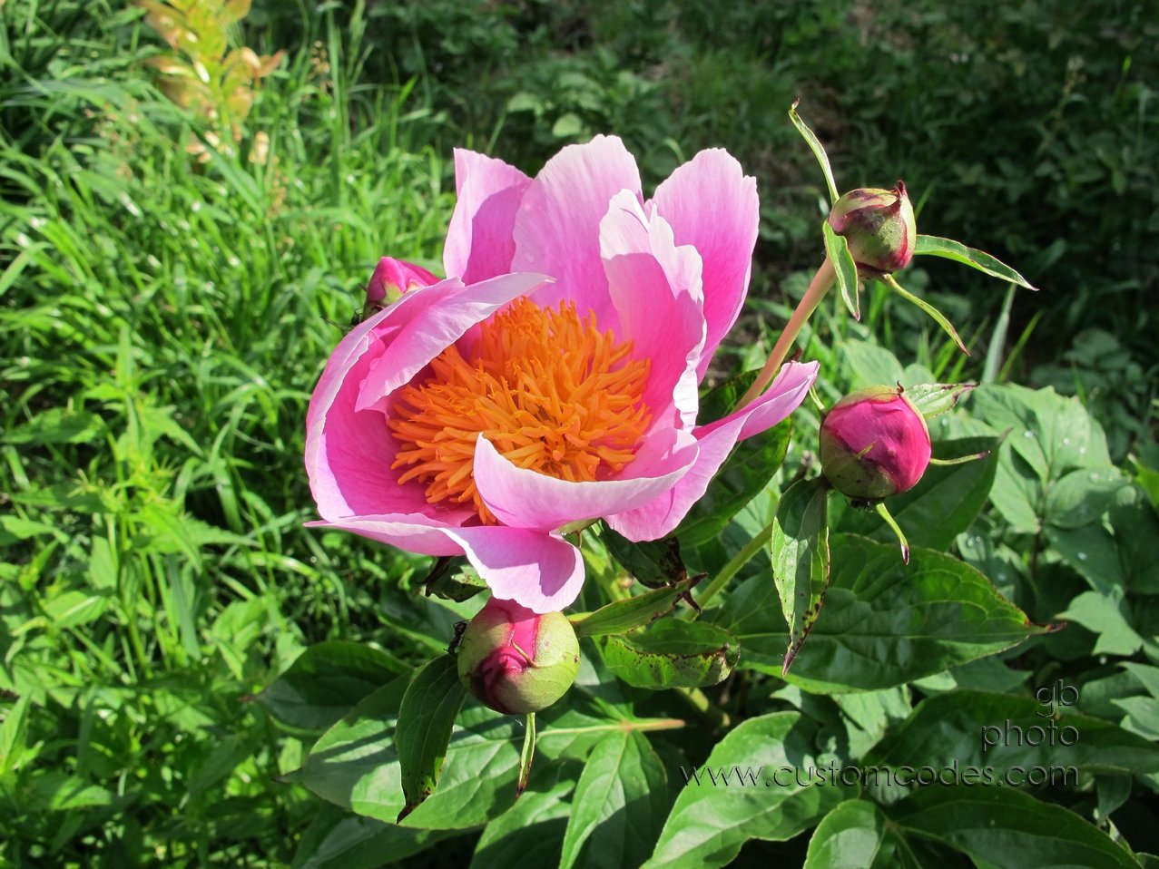TreePeony_20140604_2