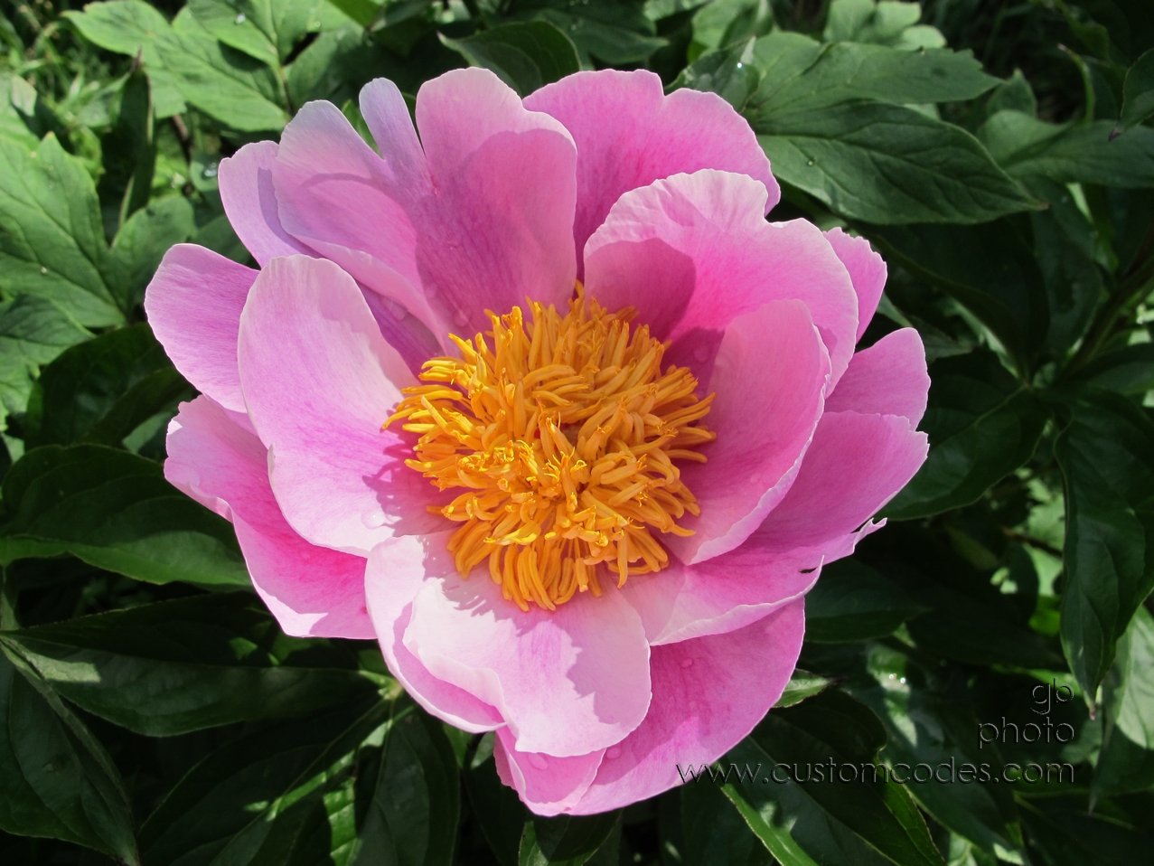 TreePeony_20140604_3