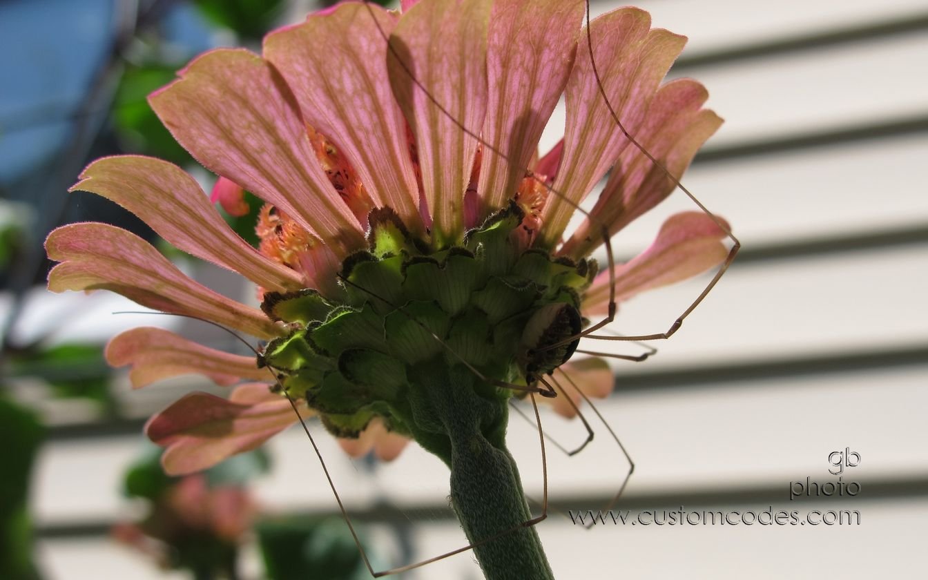 spidy_20150809