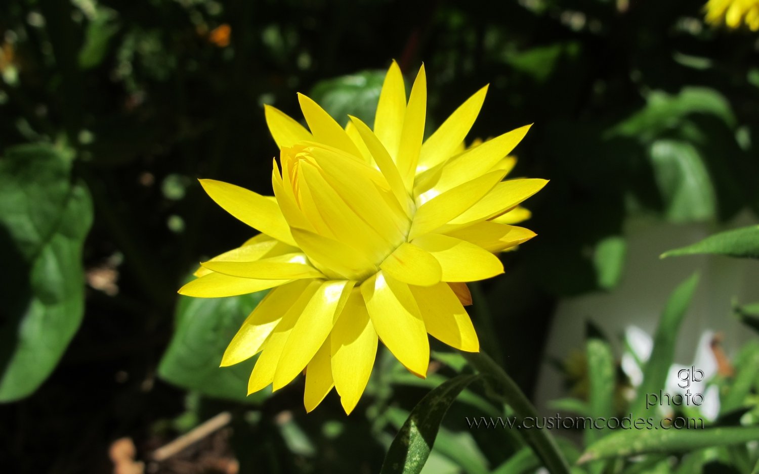 strawFlower2_20150808