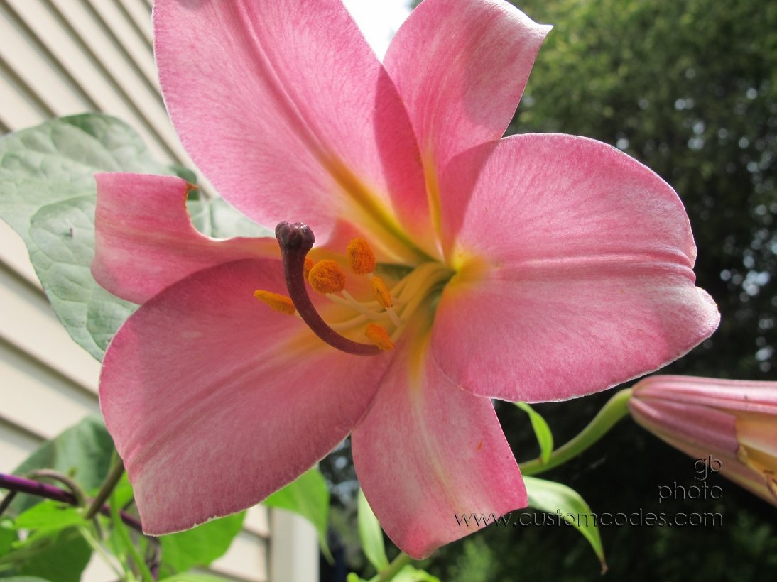 lily_20150710
