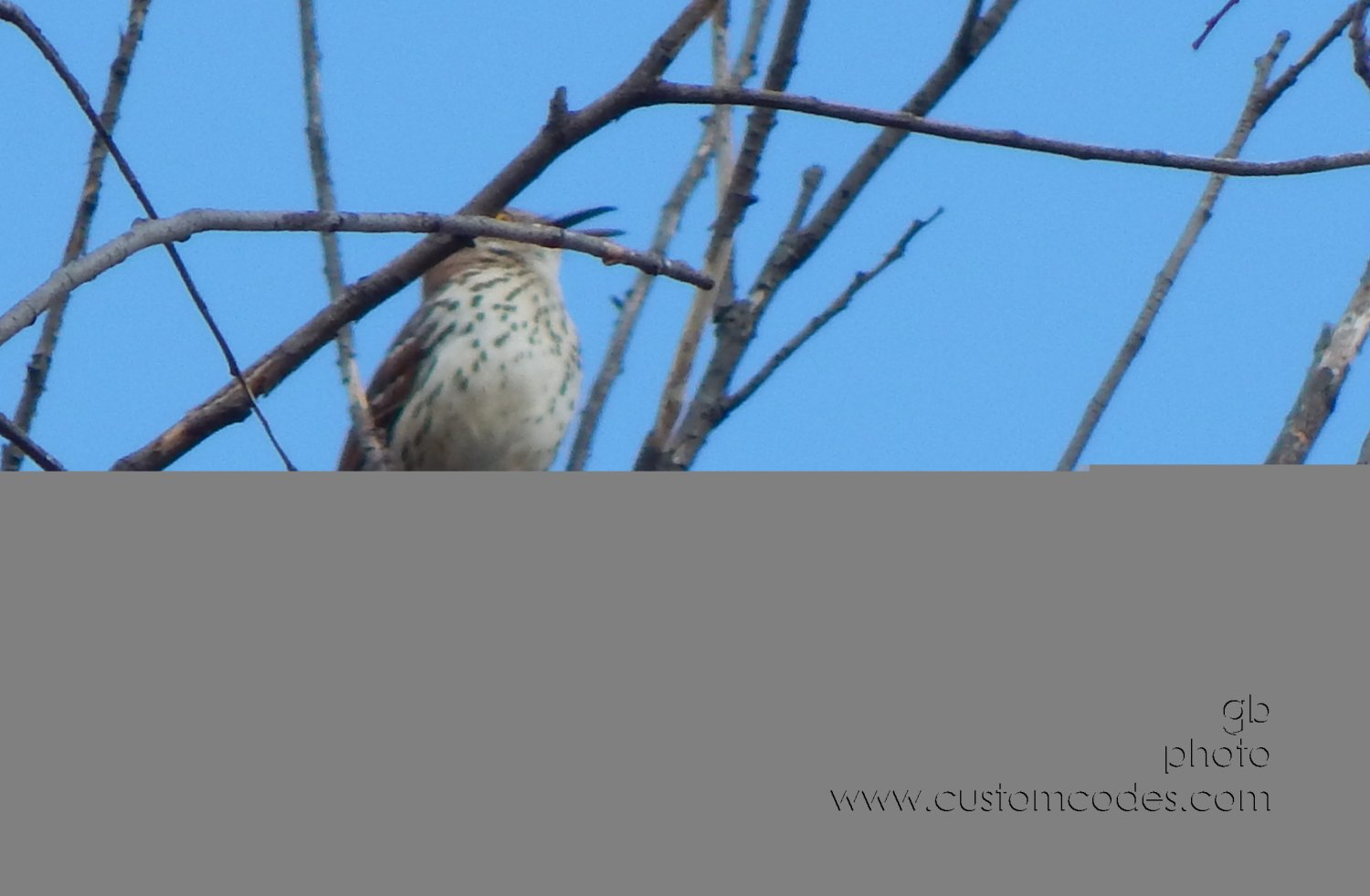 springSong_20150417