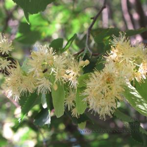 lindenFlowers_20150625
