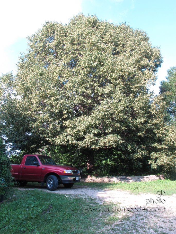 lindenTree_20150625