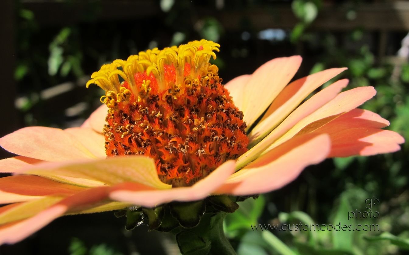 zinnia4_20150809