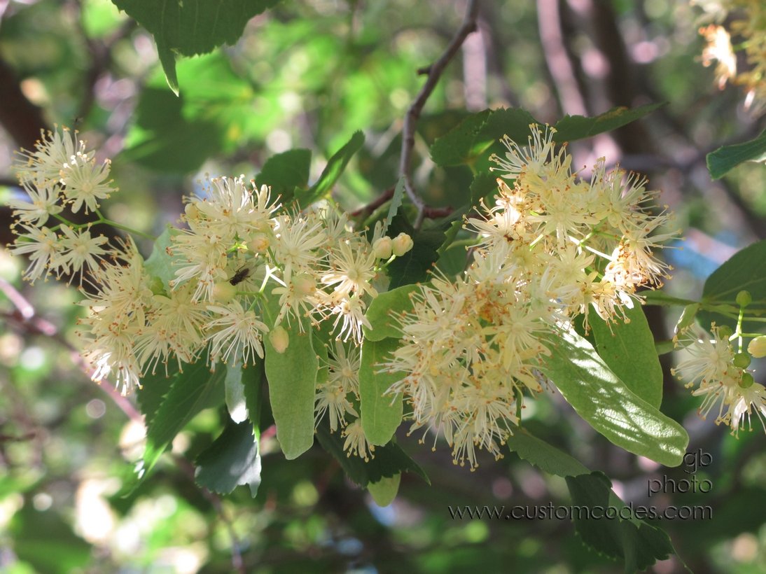 lindenFlowers_20150625