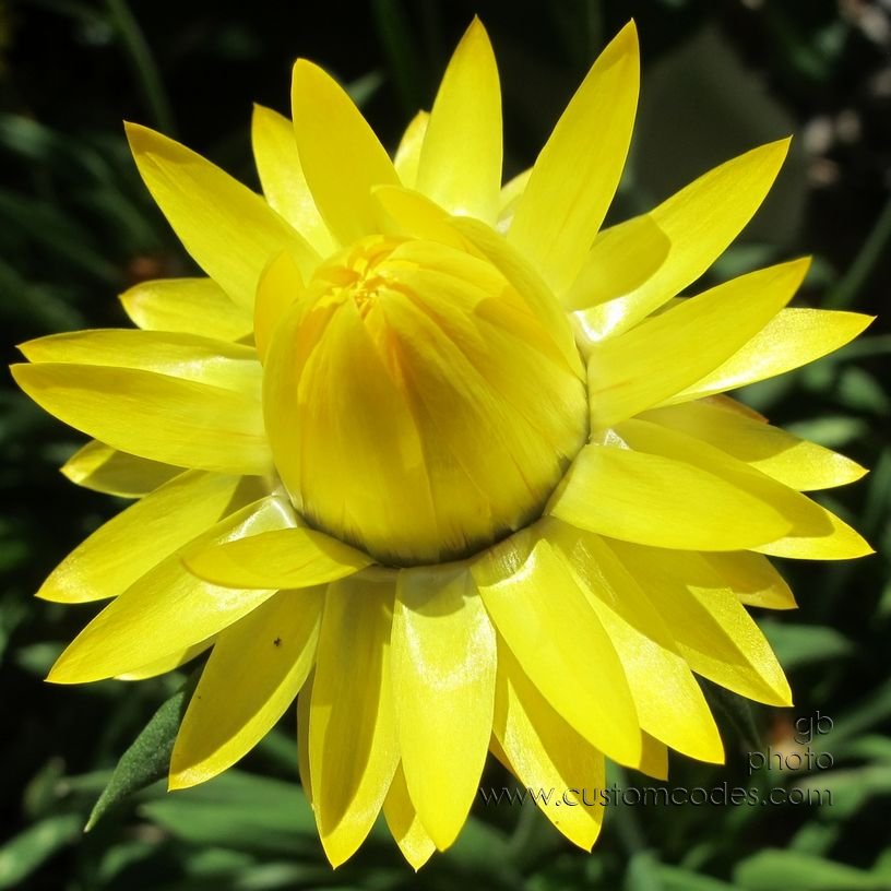 strawFlower_20150808