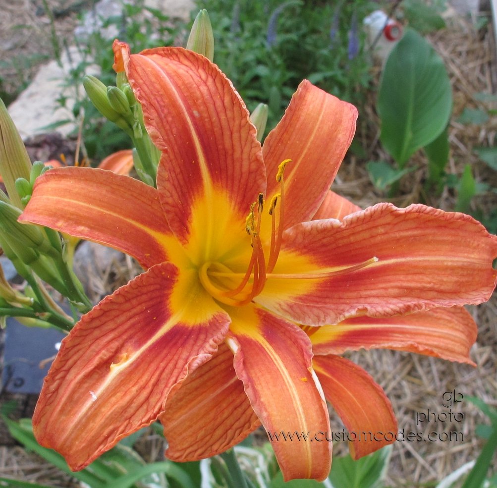 lily_20150623