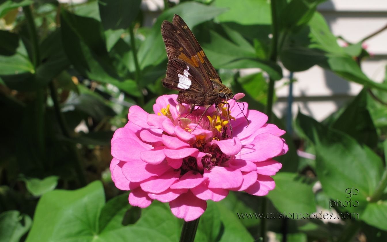 zinnia_butterfly2_20150809