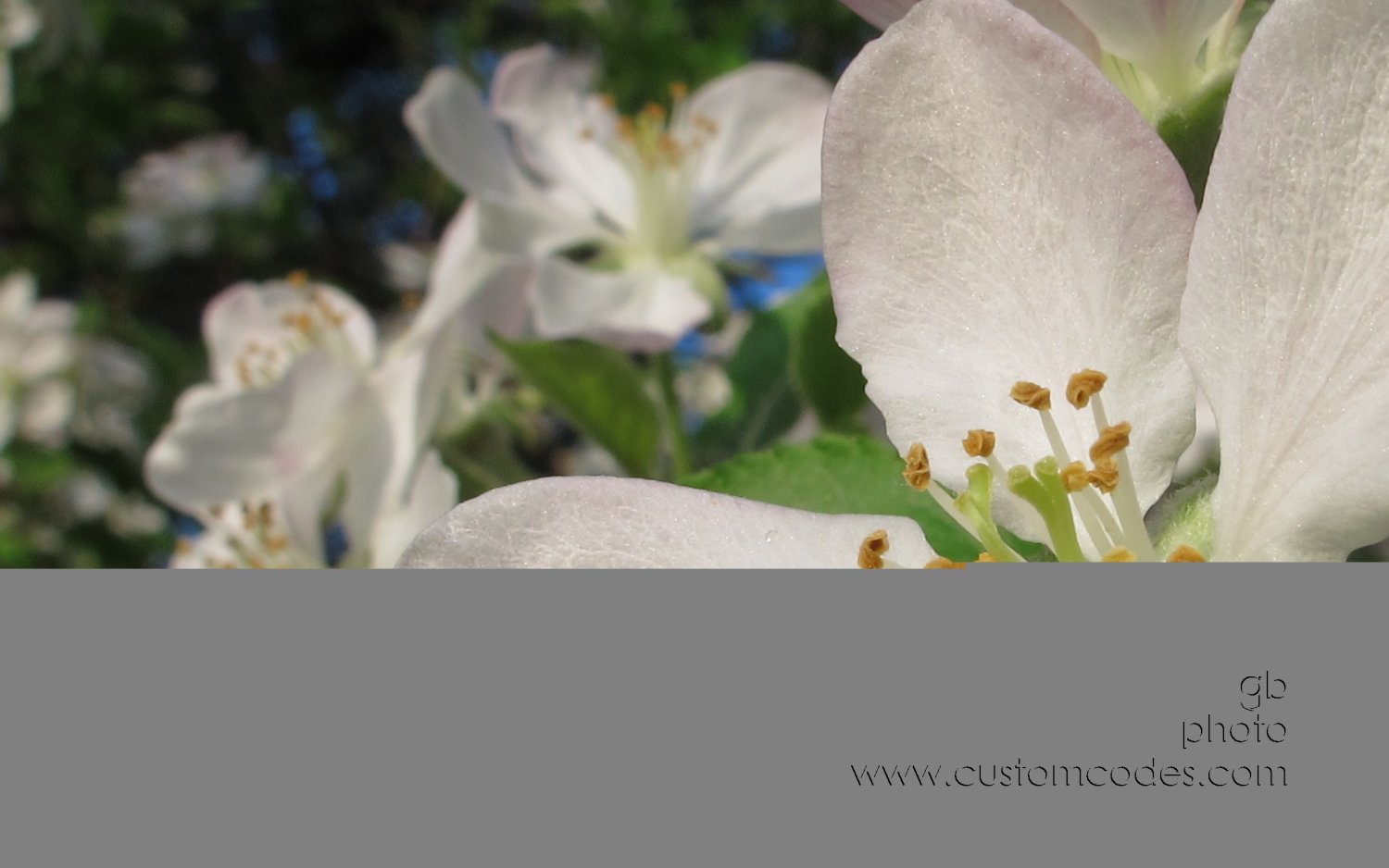 appleBlossums_20150509