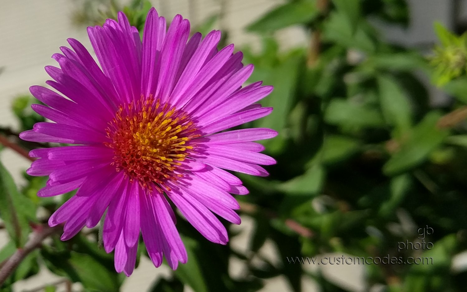 Fall_aster_201609
