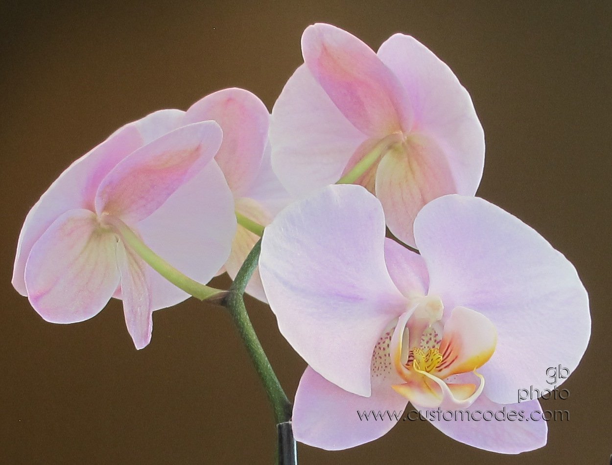 OfficeOrchid_20160825