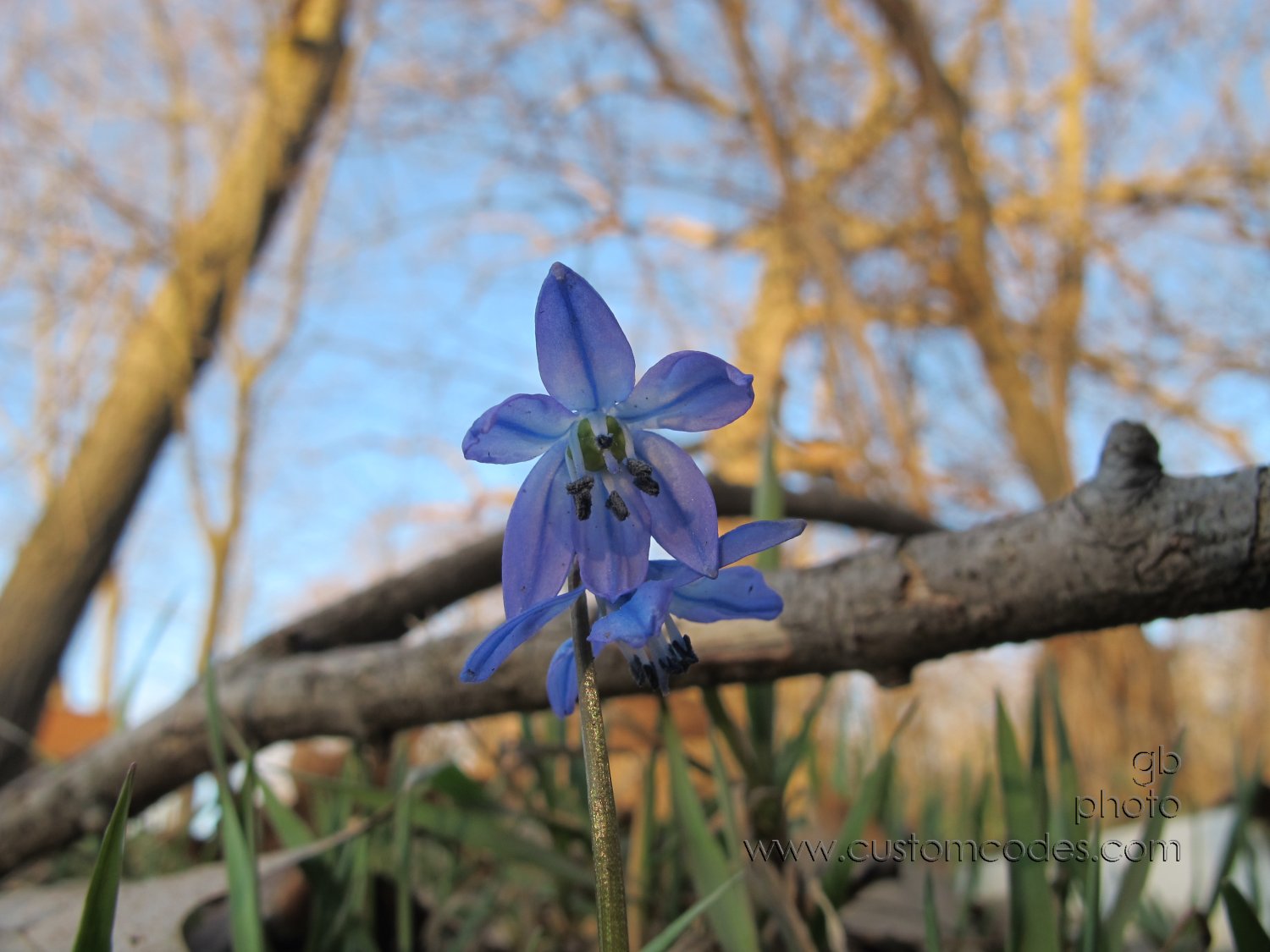 FirstBlue_20160328