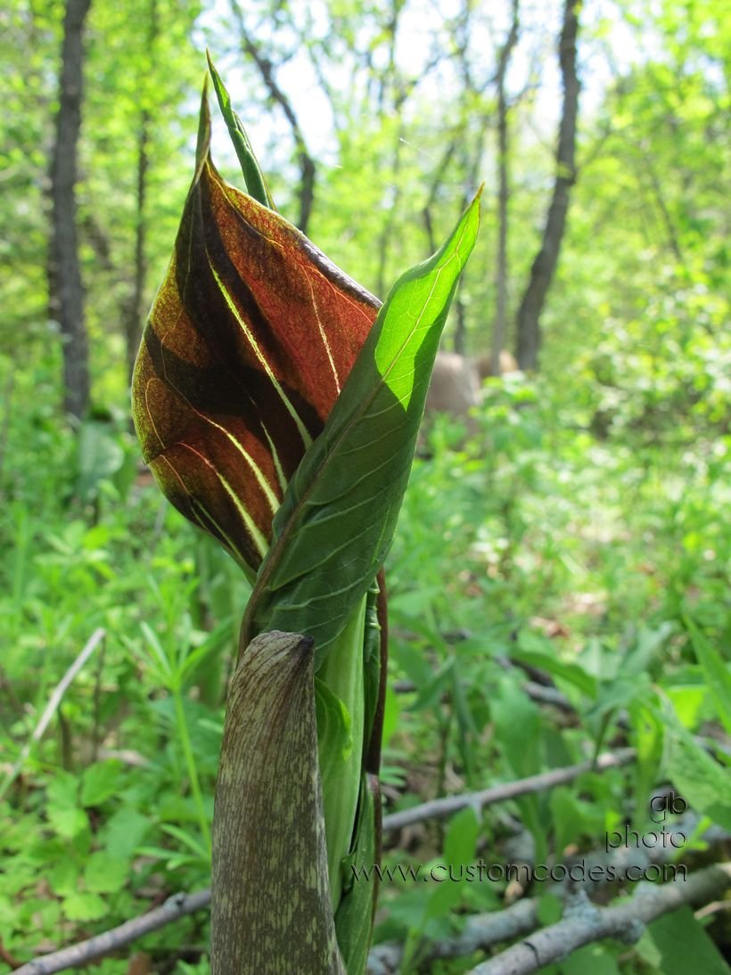 JackInThePulpit_20160508