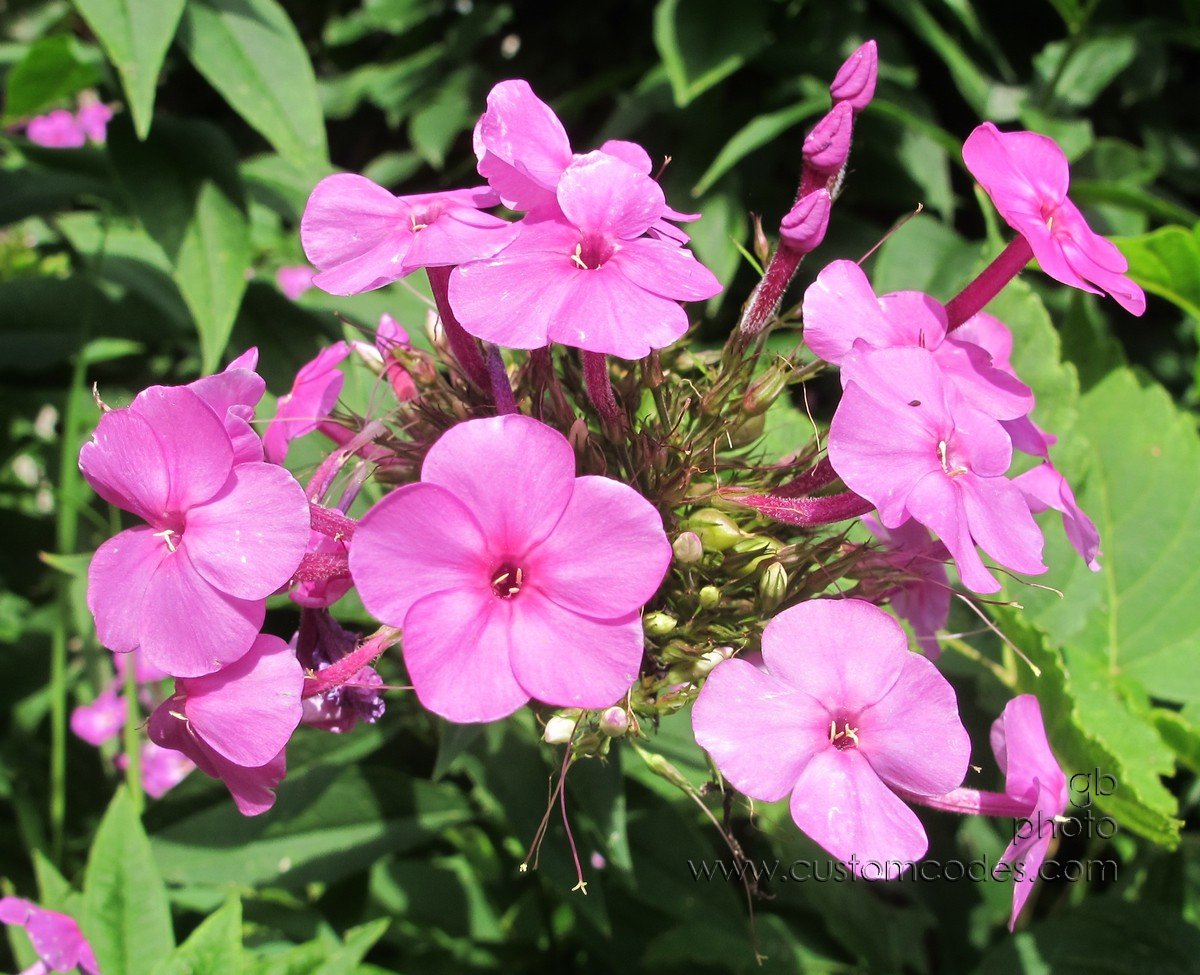 phlox_20160826