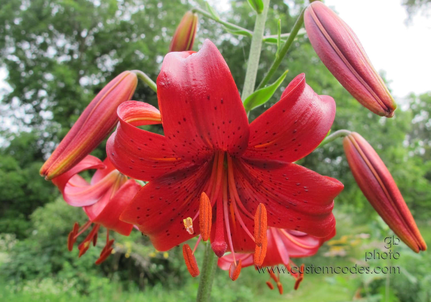Lily_20160706