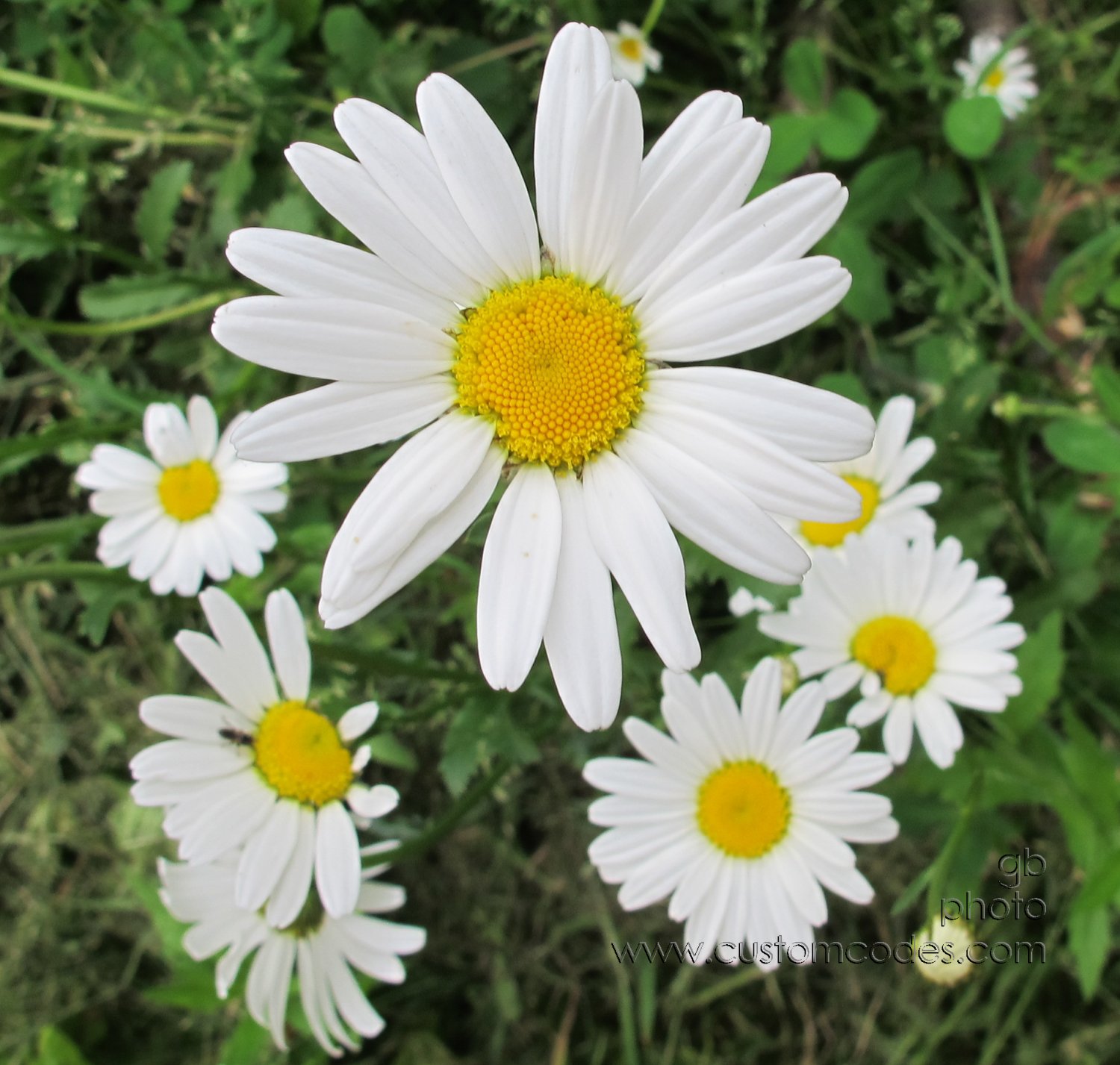 daisies_20160529