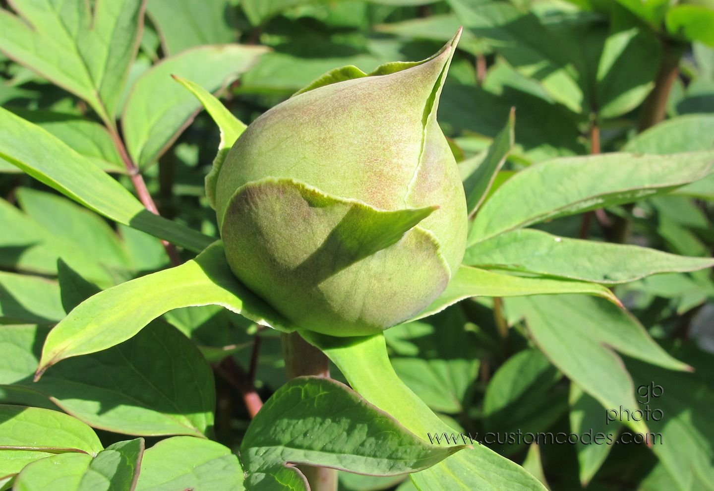 TreePeony_20160517