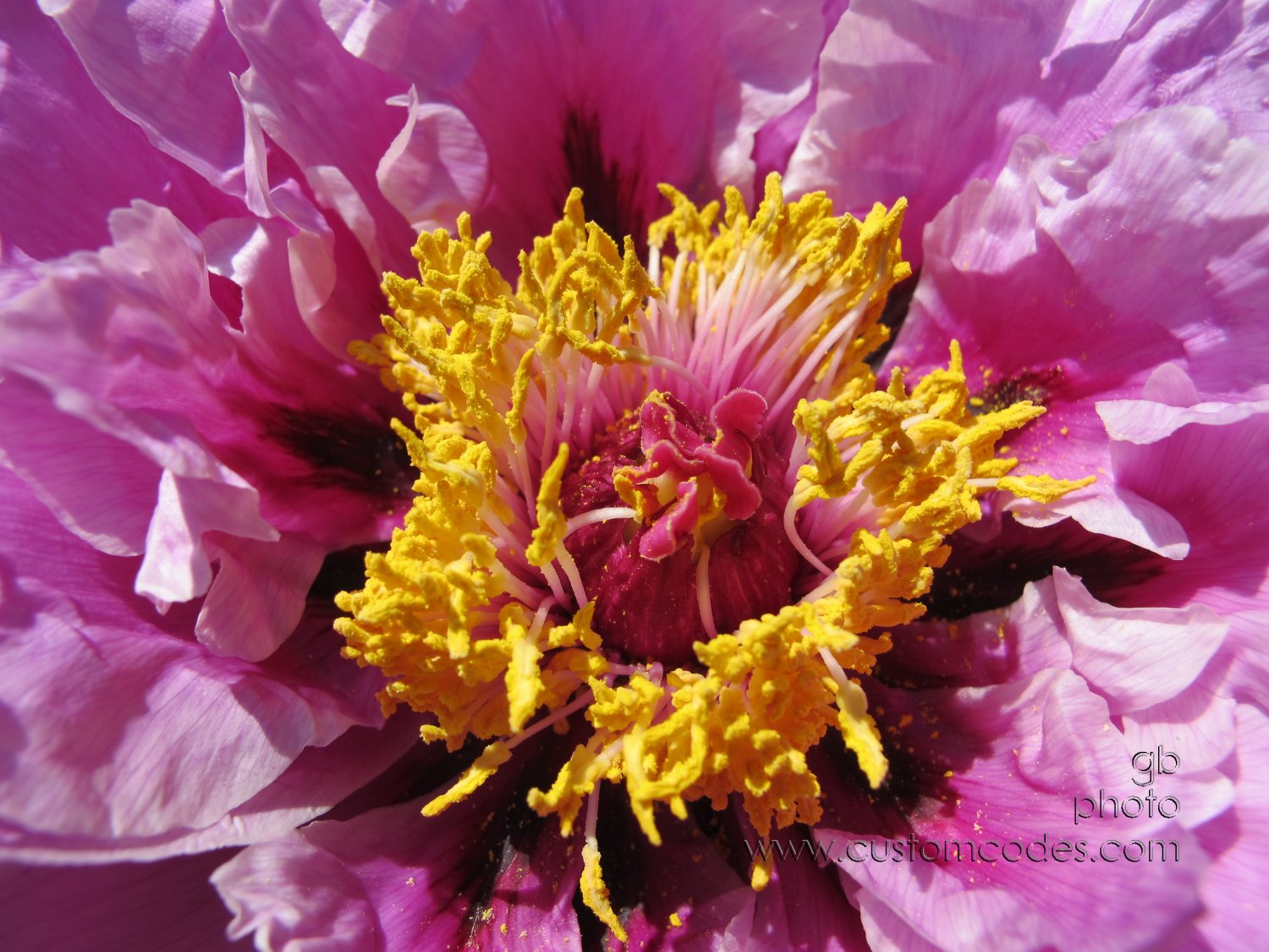 TreePeony_20160522