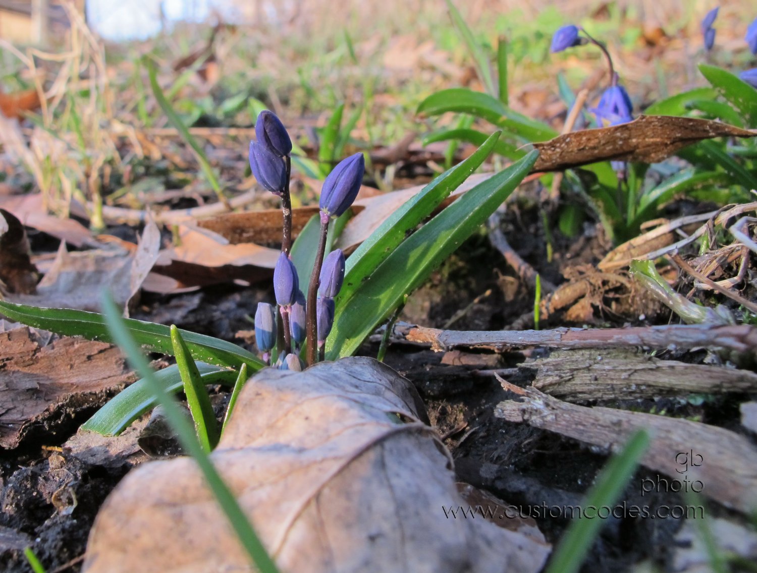 babyBlue-2_20160328