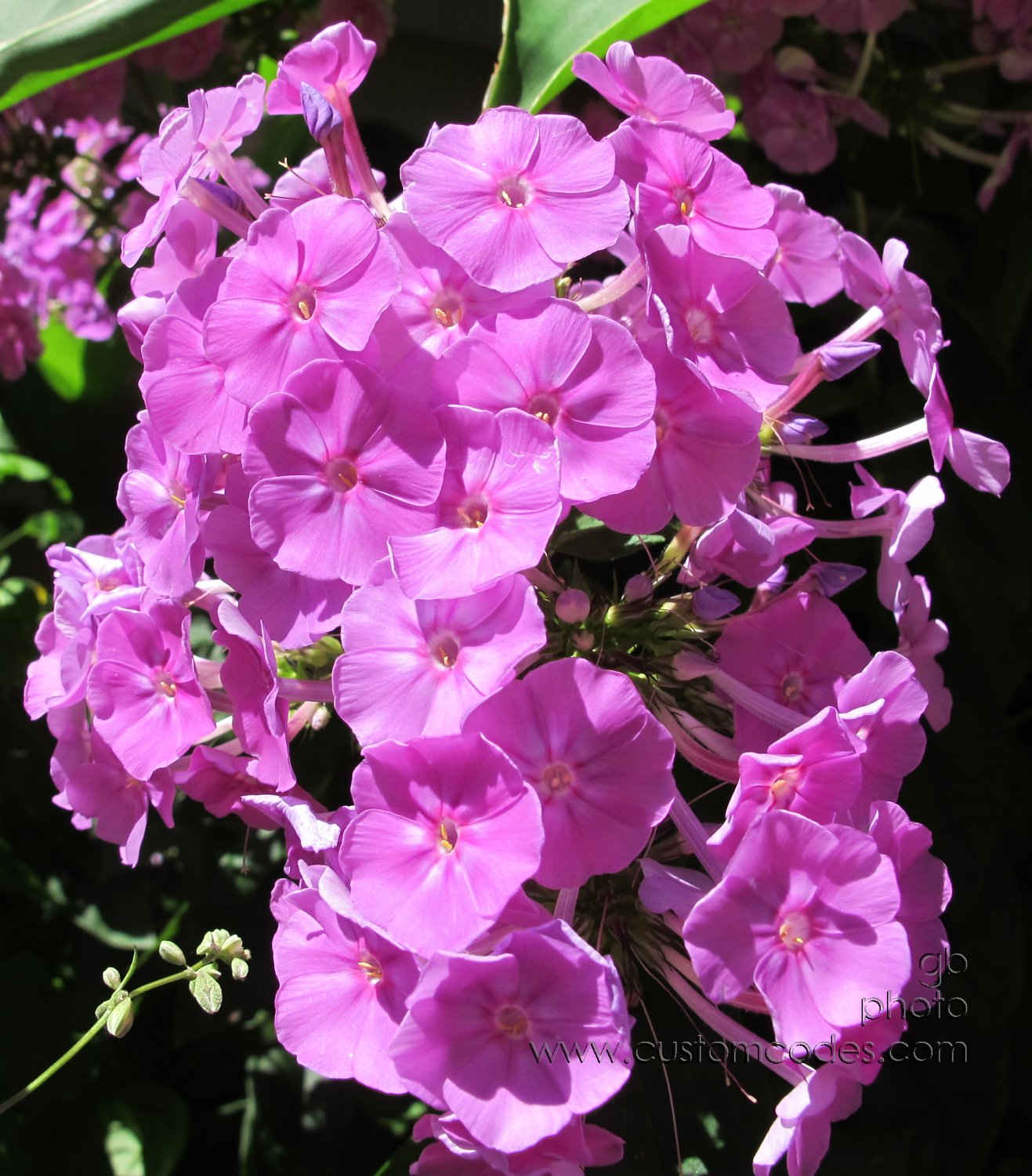 phlox_20170812