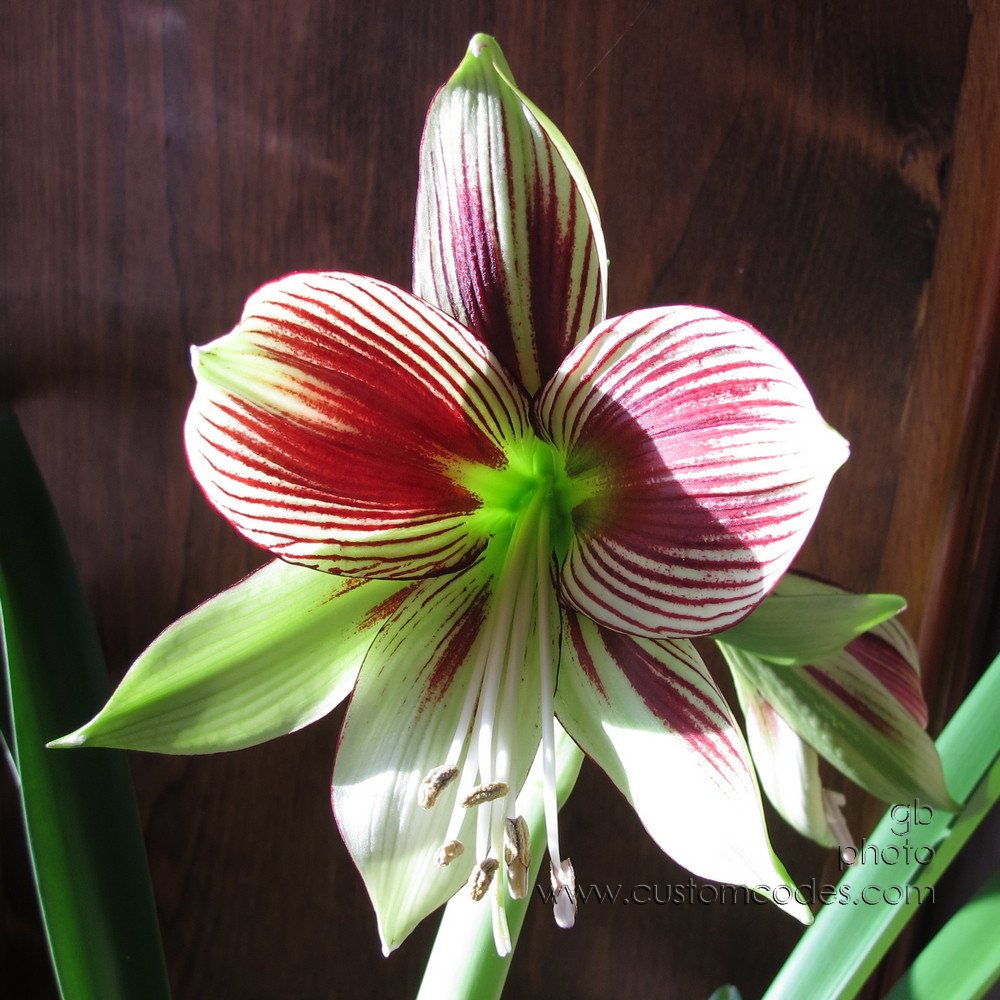 FirstBloom20170101