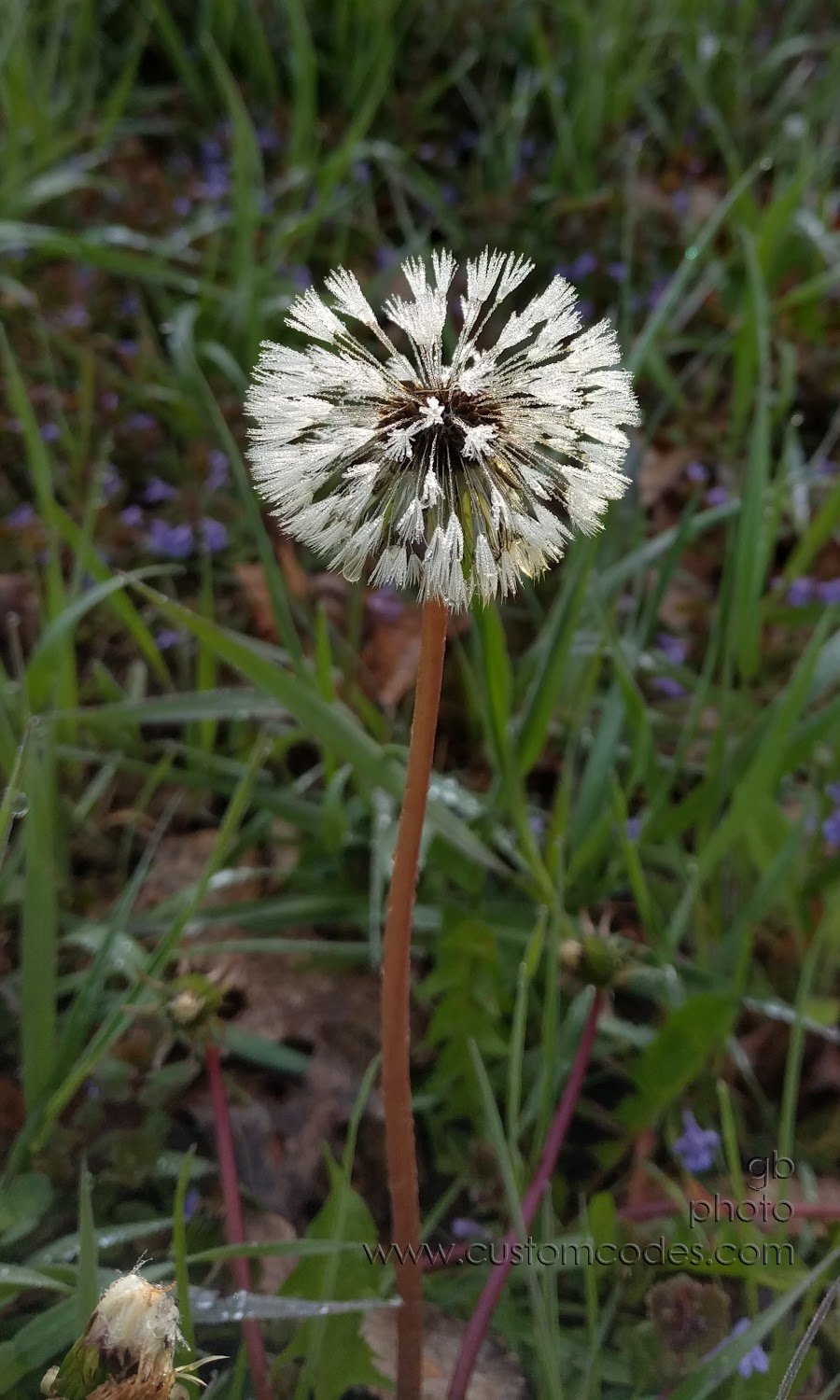 dandelion