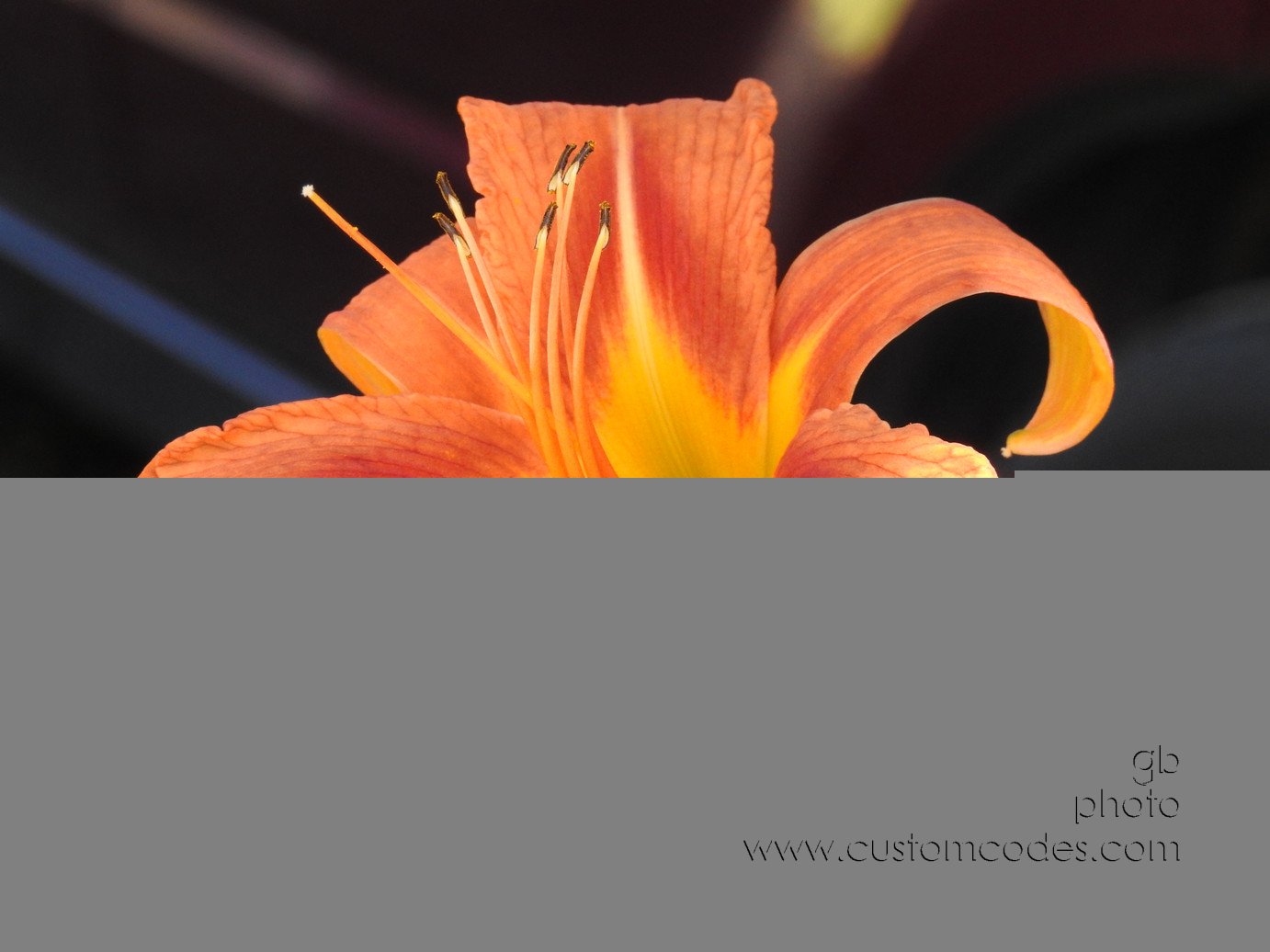 Lily_20170708